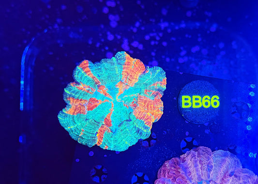 Ultra Acantho BB66