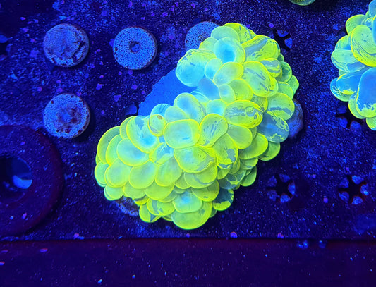 malay yellow marble bubble coral