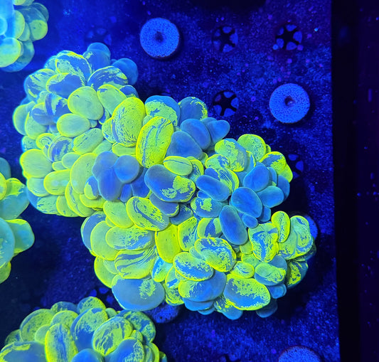 malay yellow marble bubble coral