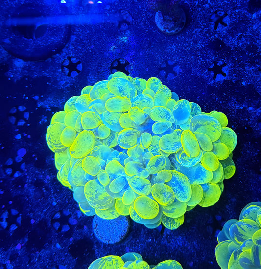 malay yellow marble bubble coral