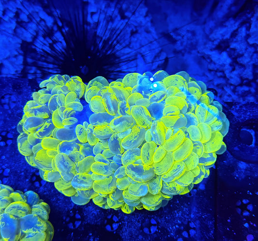 malay yellow marble bubble coral