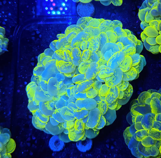 malay yellow marble bubble coral