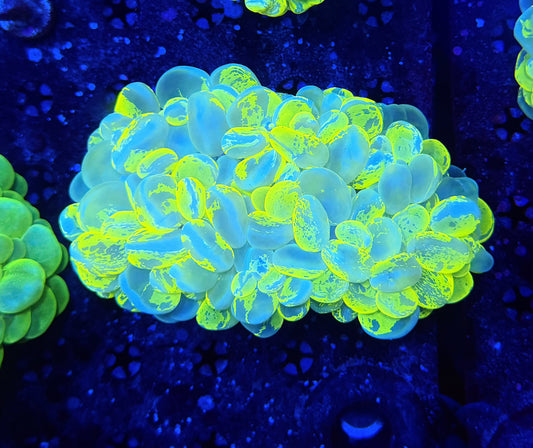 malay yellow marble bubble coral