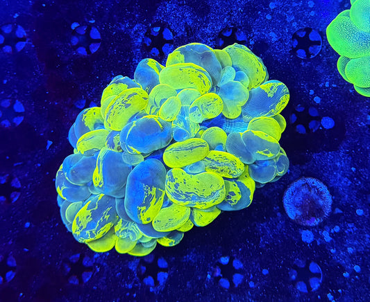 malay yellow marble bubble coral