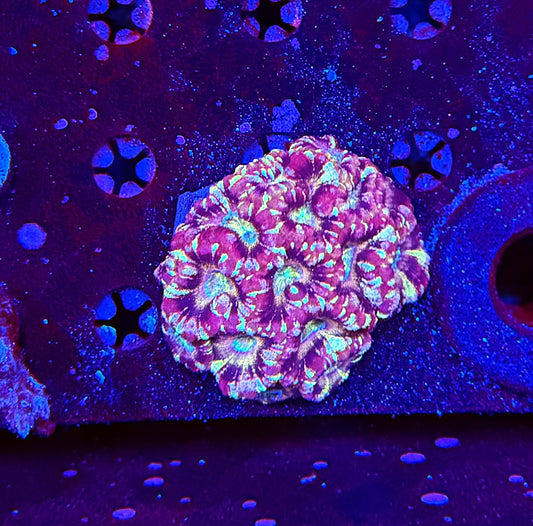 Asian Acan M