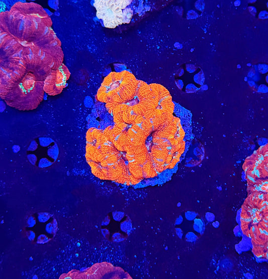 Asian Acan S