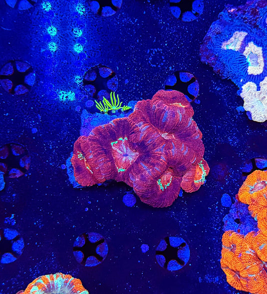 Asian Acan S