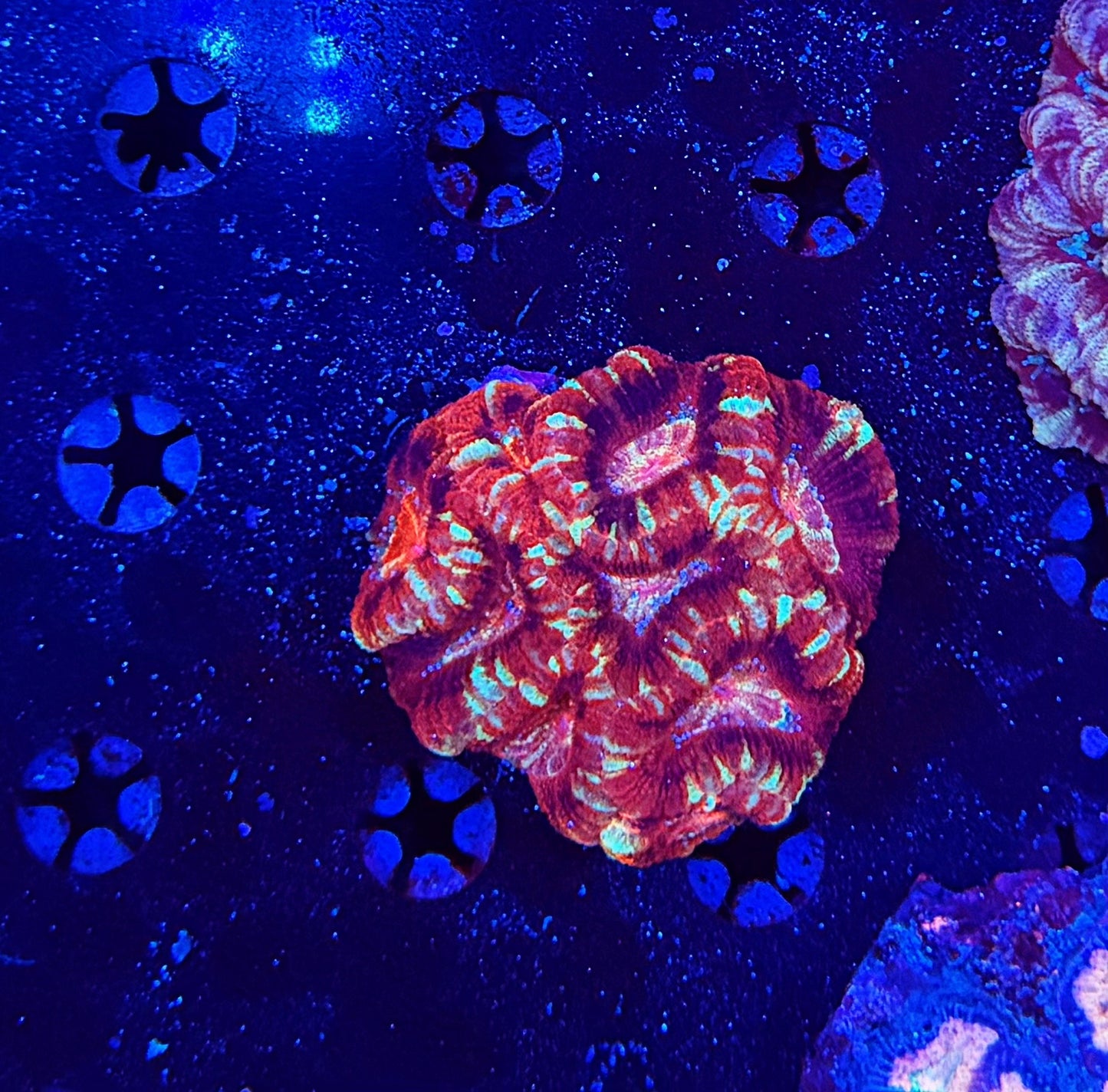 Asian Acan M