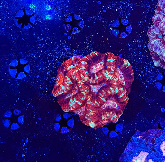 Asian Acan M