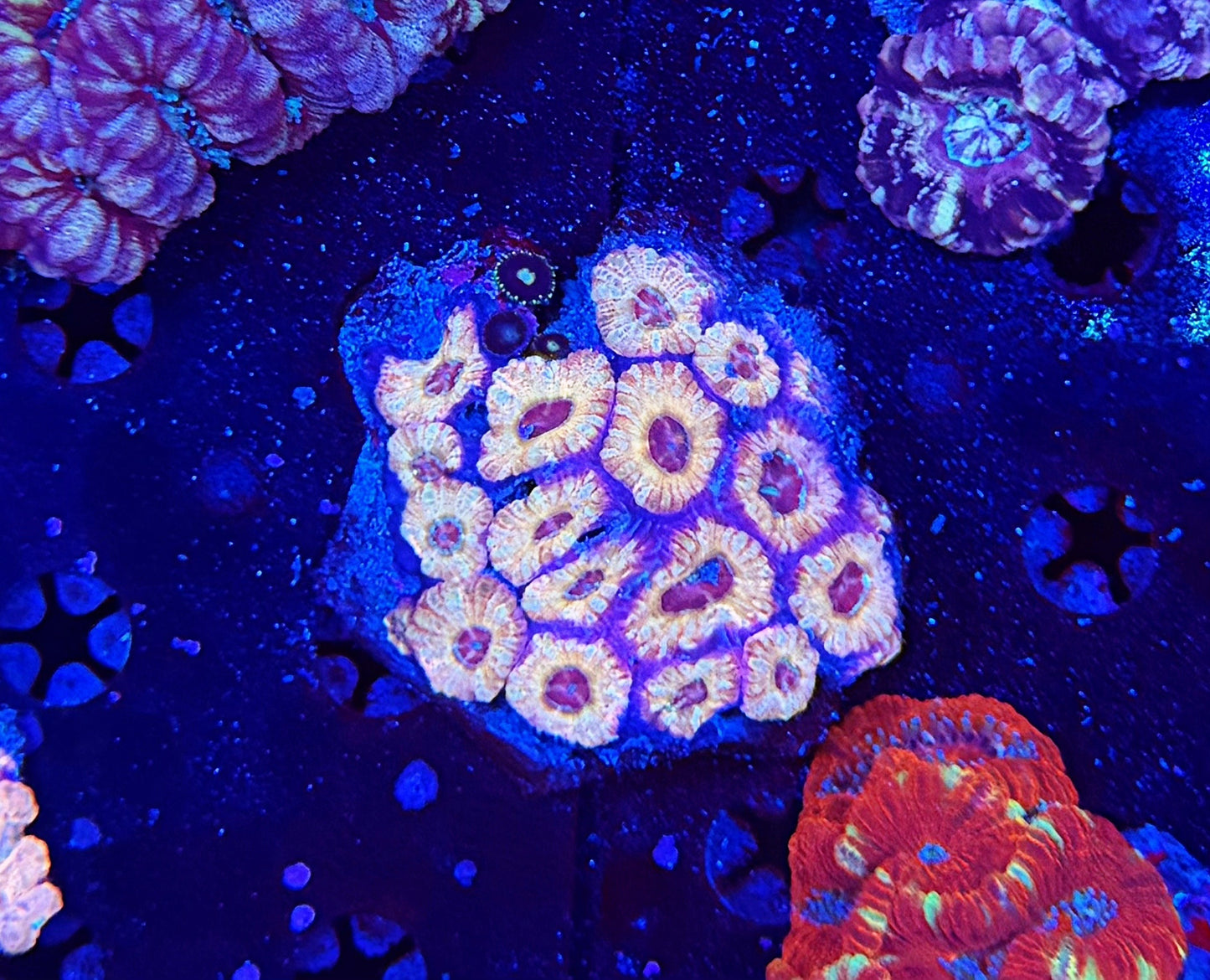 Asian Acan L