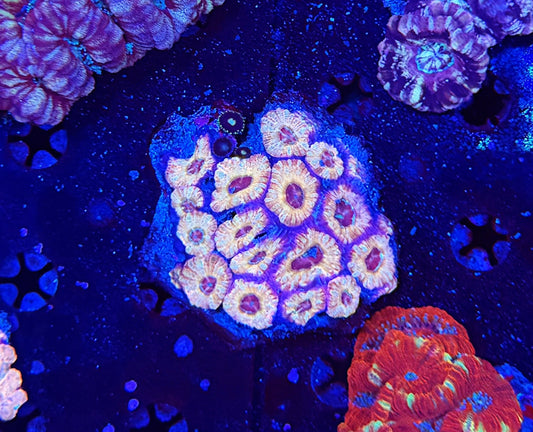 Asian Acan L
