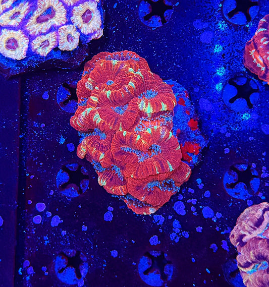 Asian Acan L