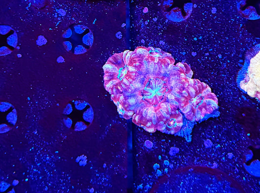 Asian Acan S