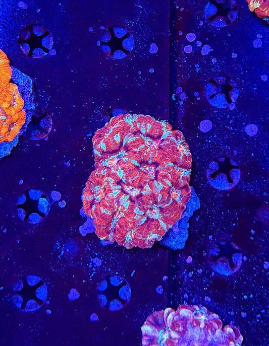 Asian Acan S