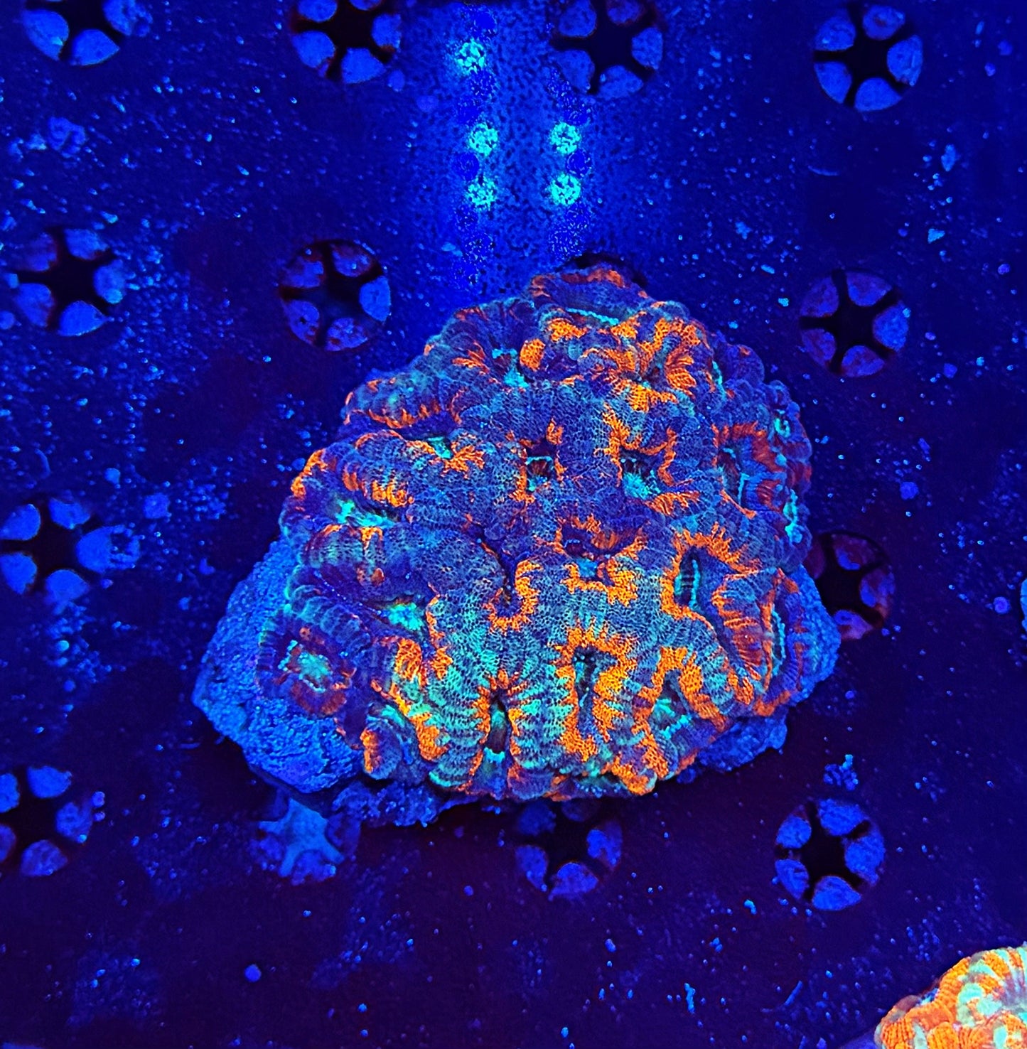 Asian Acan XL