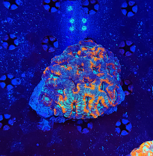 Asian Acan XL