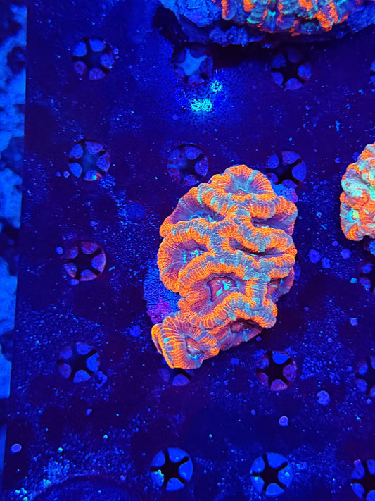 Asian Acan M
