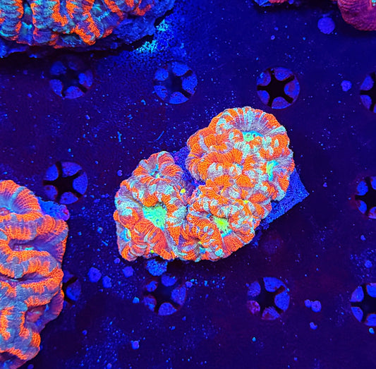 Asian Acan M