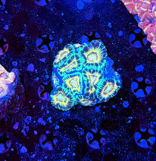 Asian Acan M