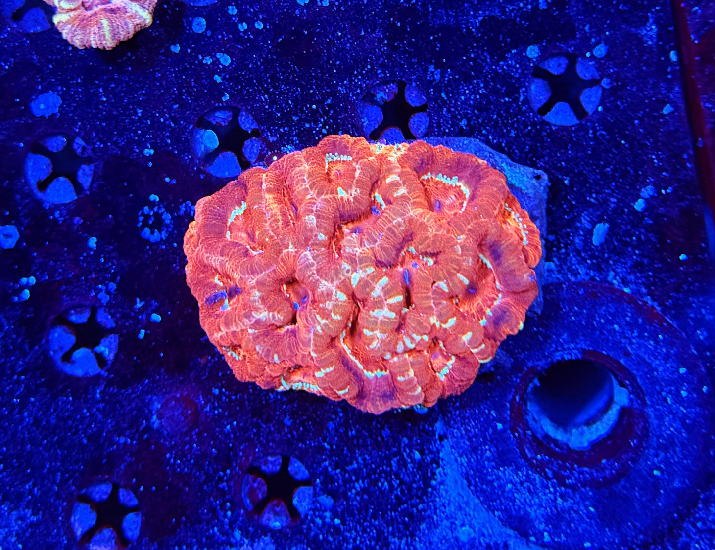 Asian Acan M