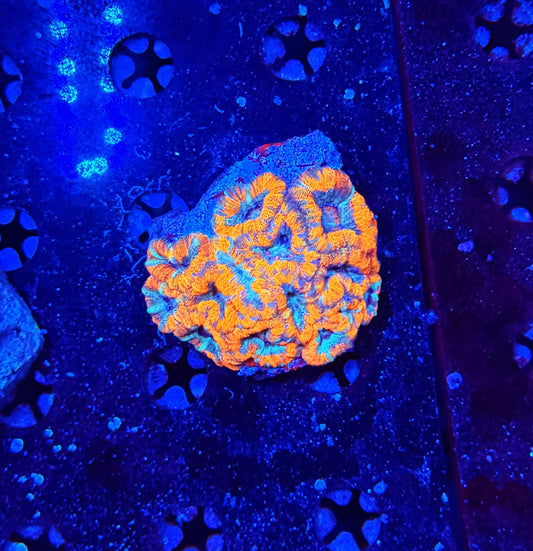 Asian Acan M