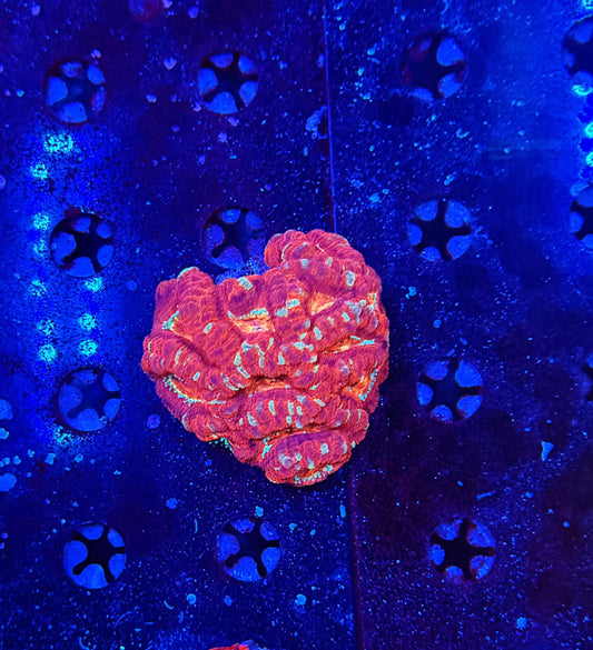 Asian Acan M