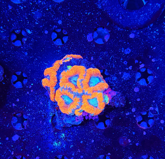 Asian Acan S