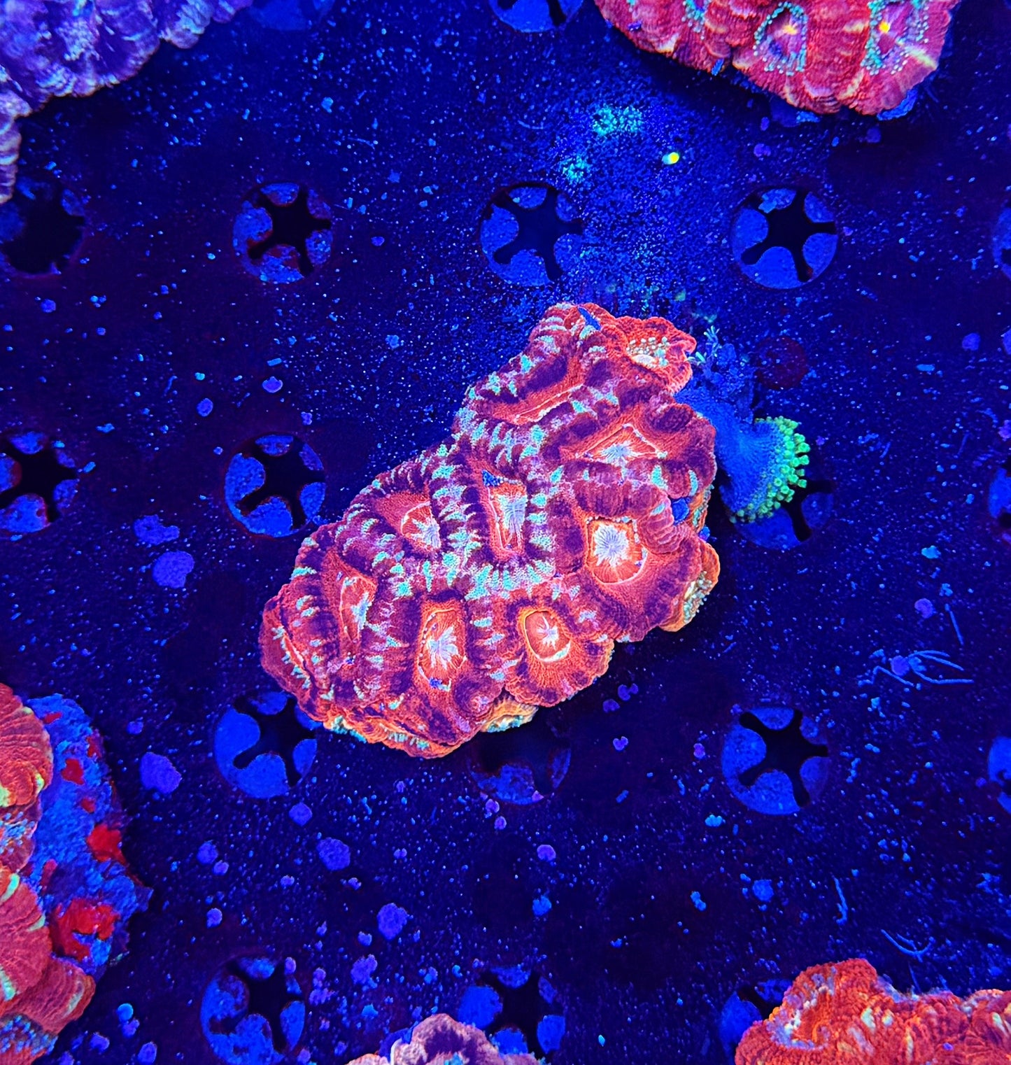 Asian Acan M