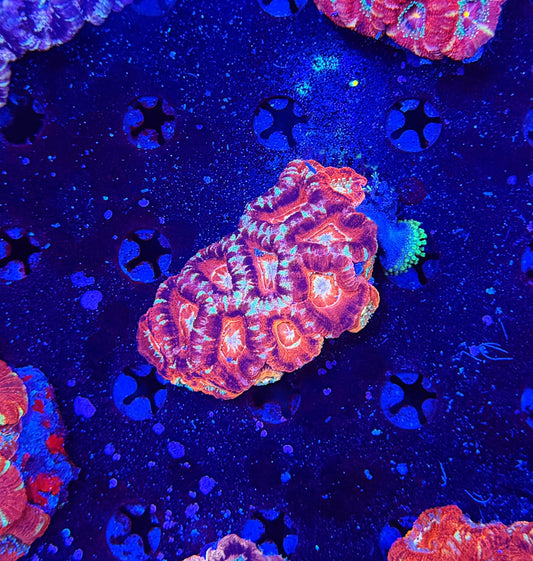 Asian Acan M