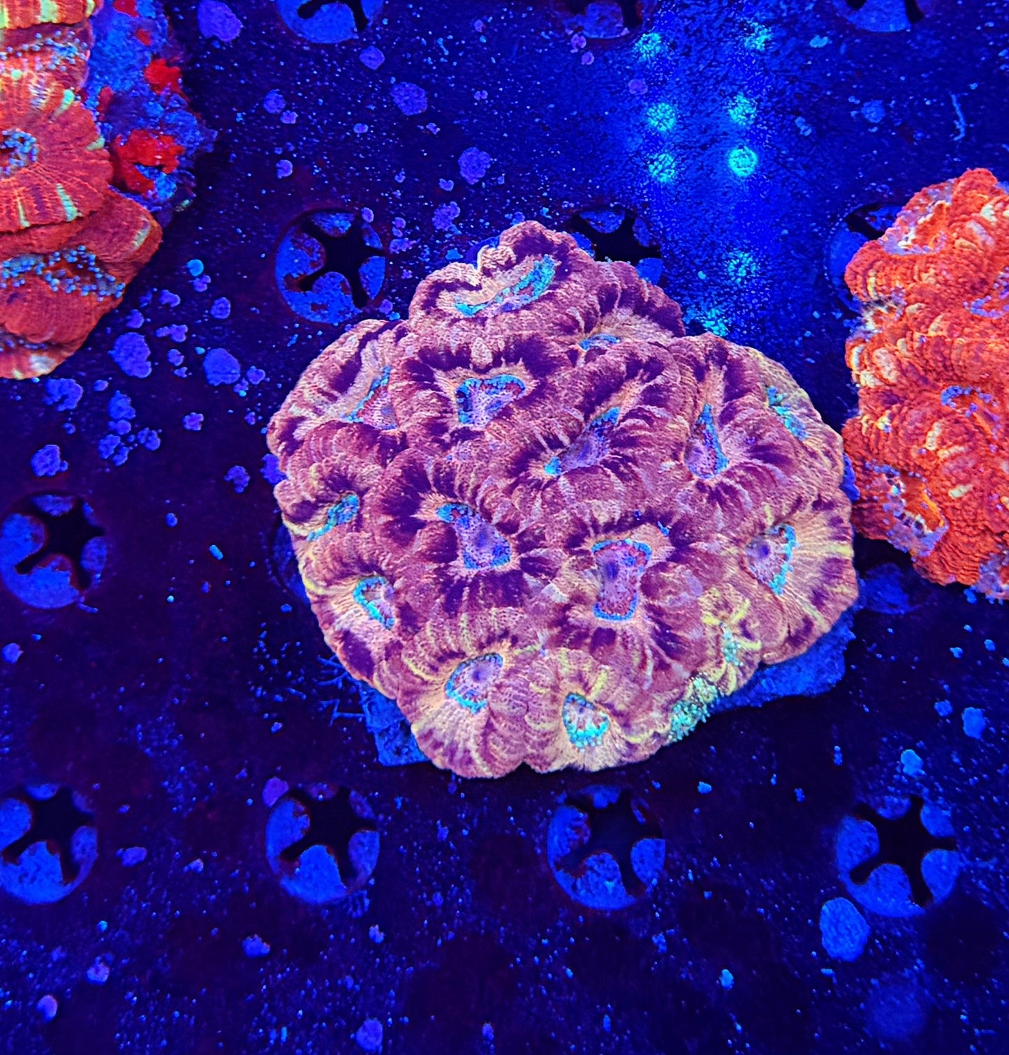 Asian Acan L