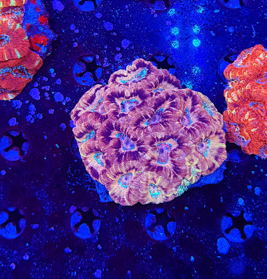 Asian Acan L