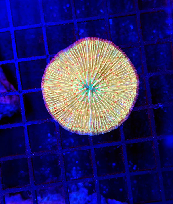 Malay ultra plate