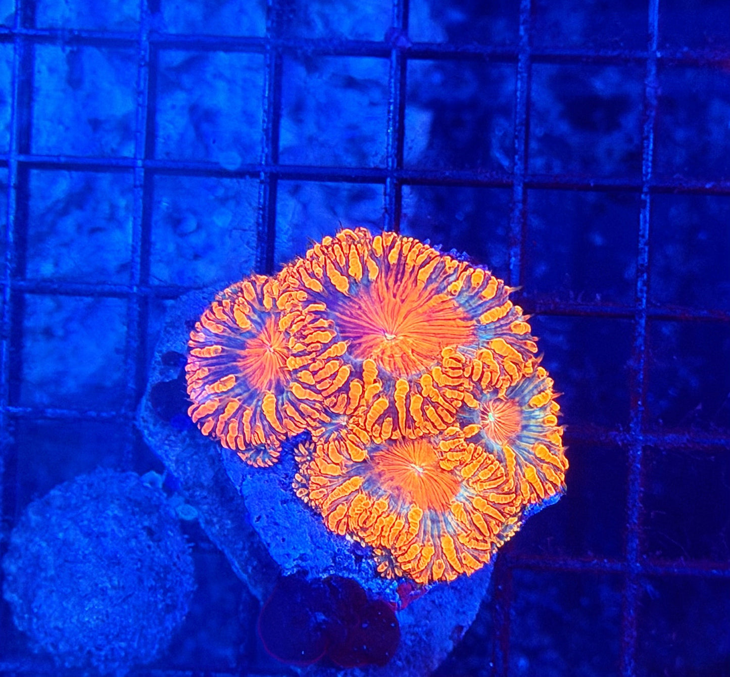Malay ultra blasto