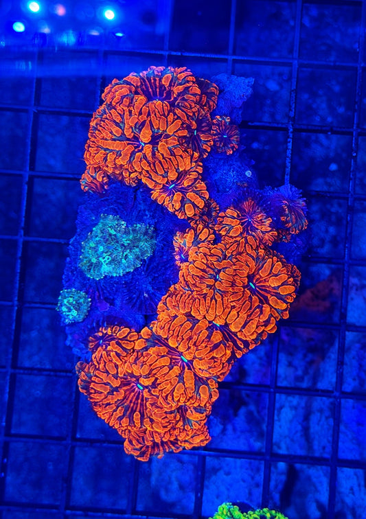 Malay ultra blasto