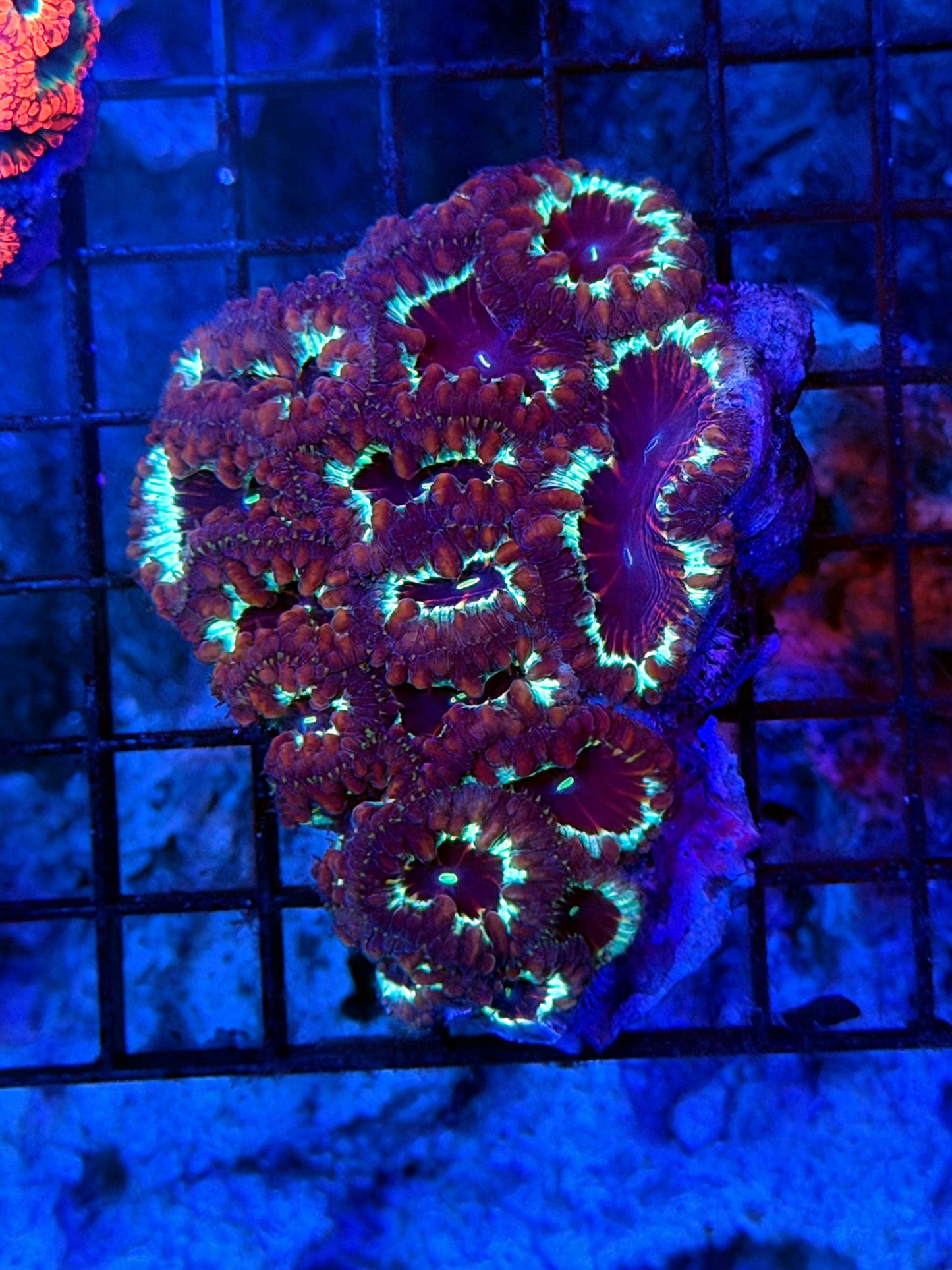 Malay ultra blasto