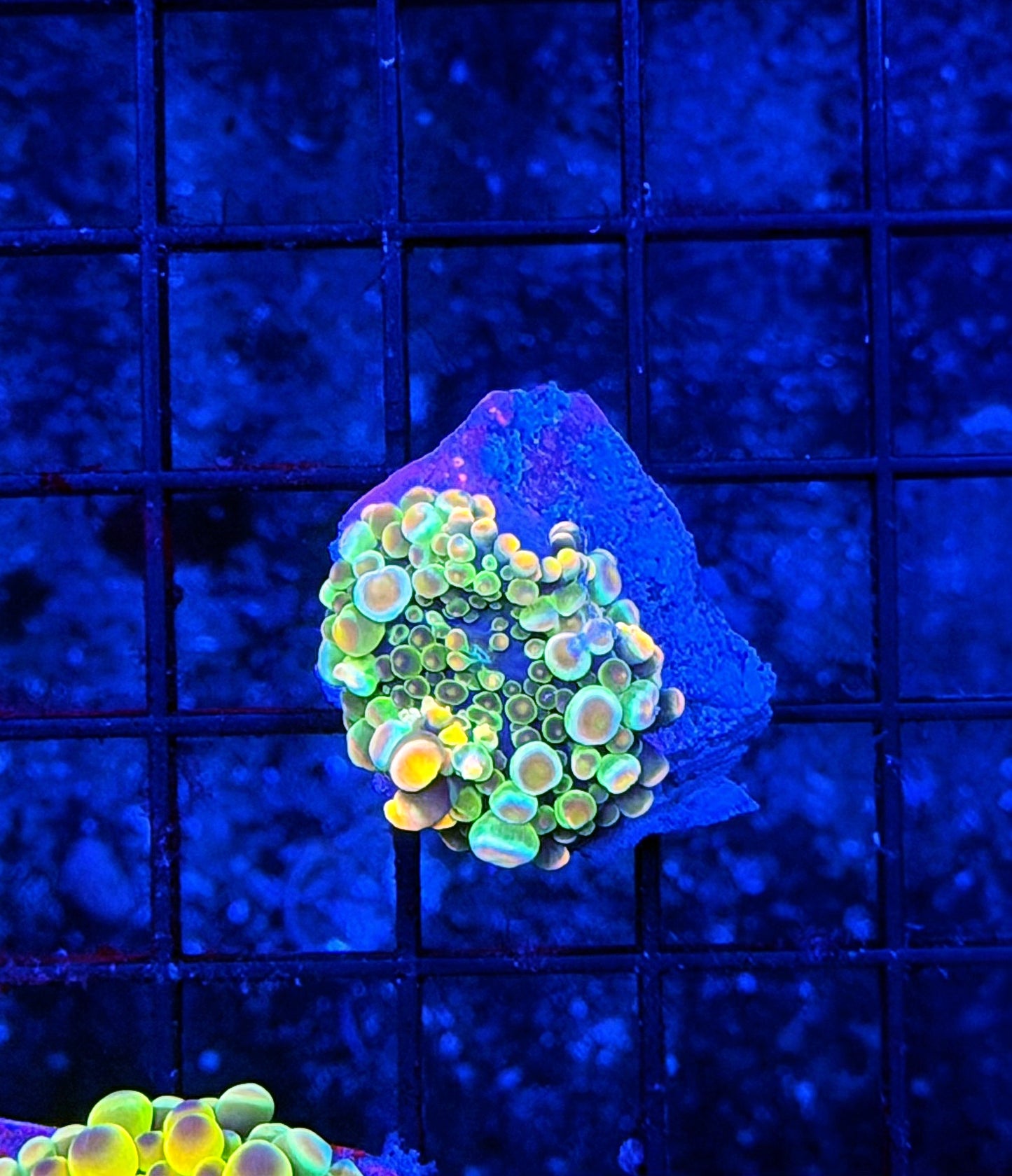 Malay bounce mushroom