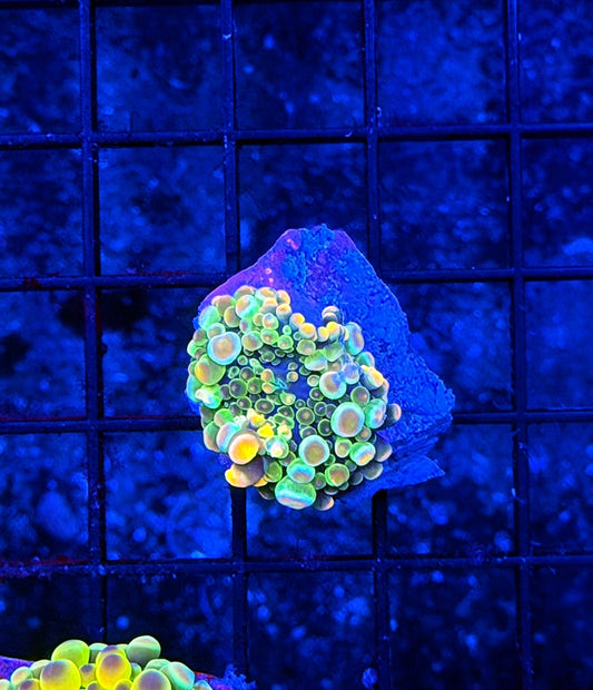 Malay bounce mushroom