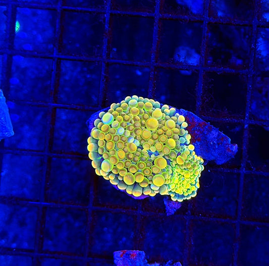 Malay bounce mushroom double