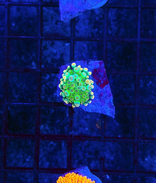 Malay bounce mushroom