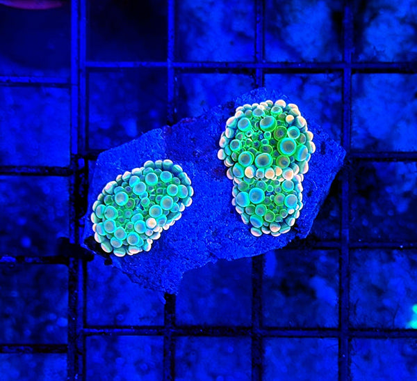 Malay bounce mushroom triple