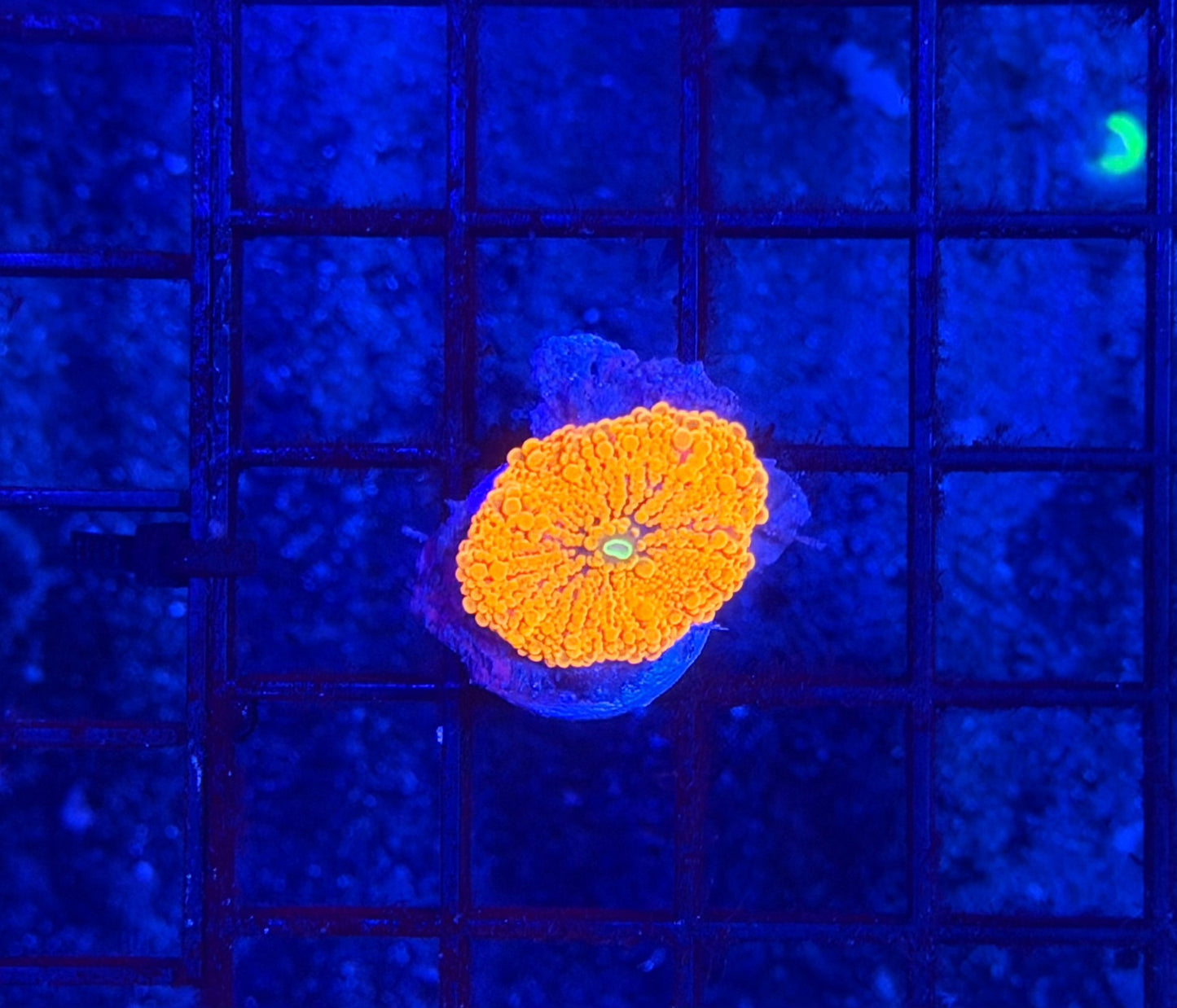 Malay bounce mushroom