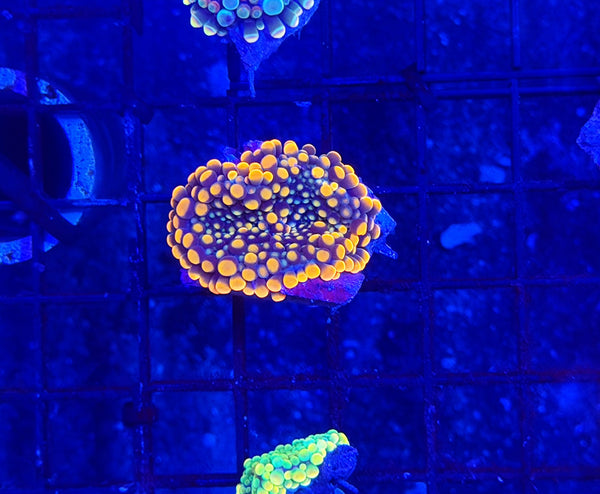 Malay bounce mushroom