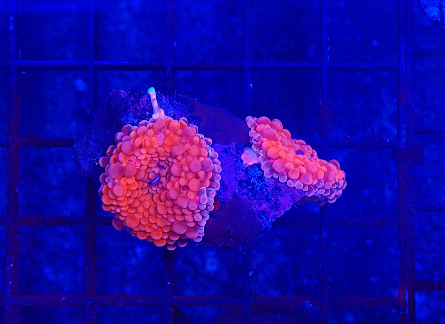 Malay bounce mushroom double
