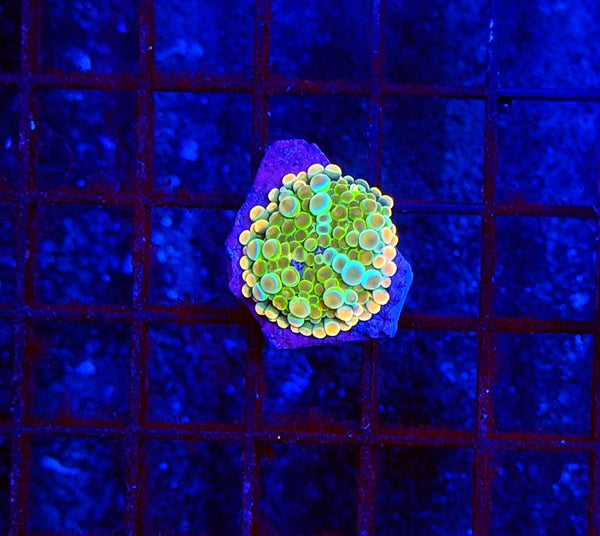 Malay bounce mushroom