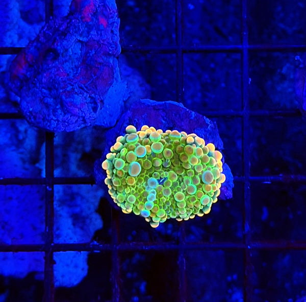 Malay bounce mushroom