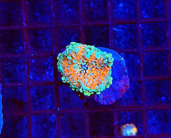 Malay bounce mushroom