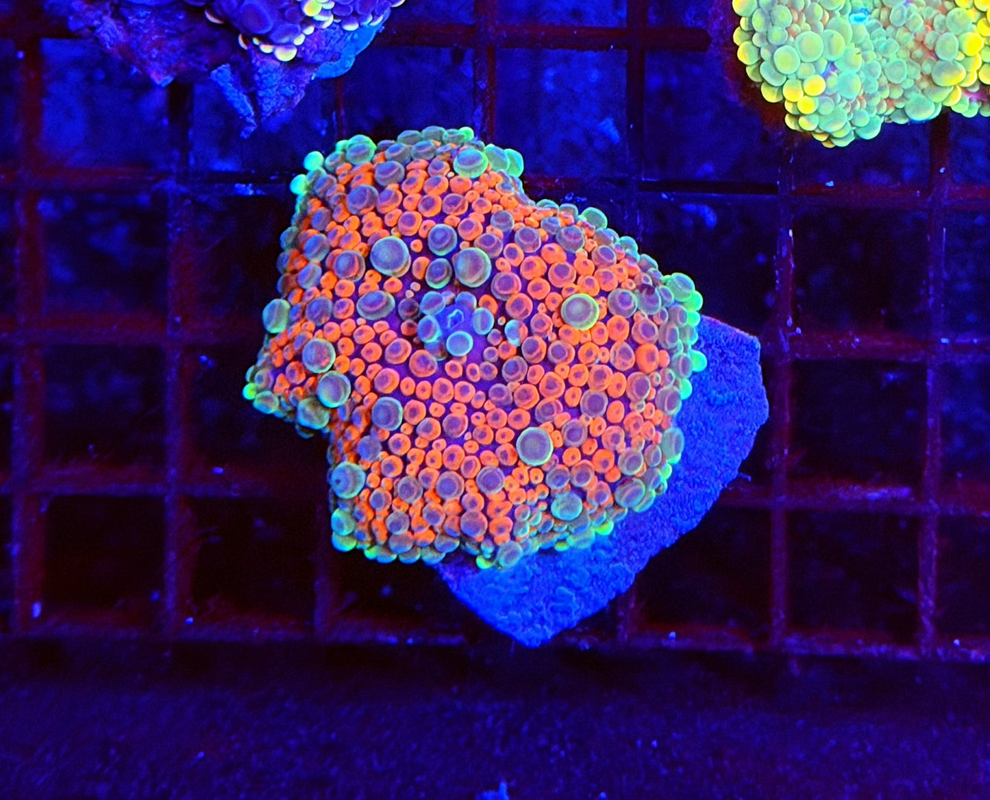 Malay bounce mushroom
