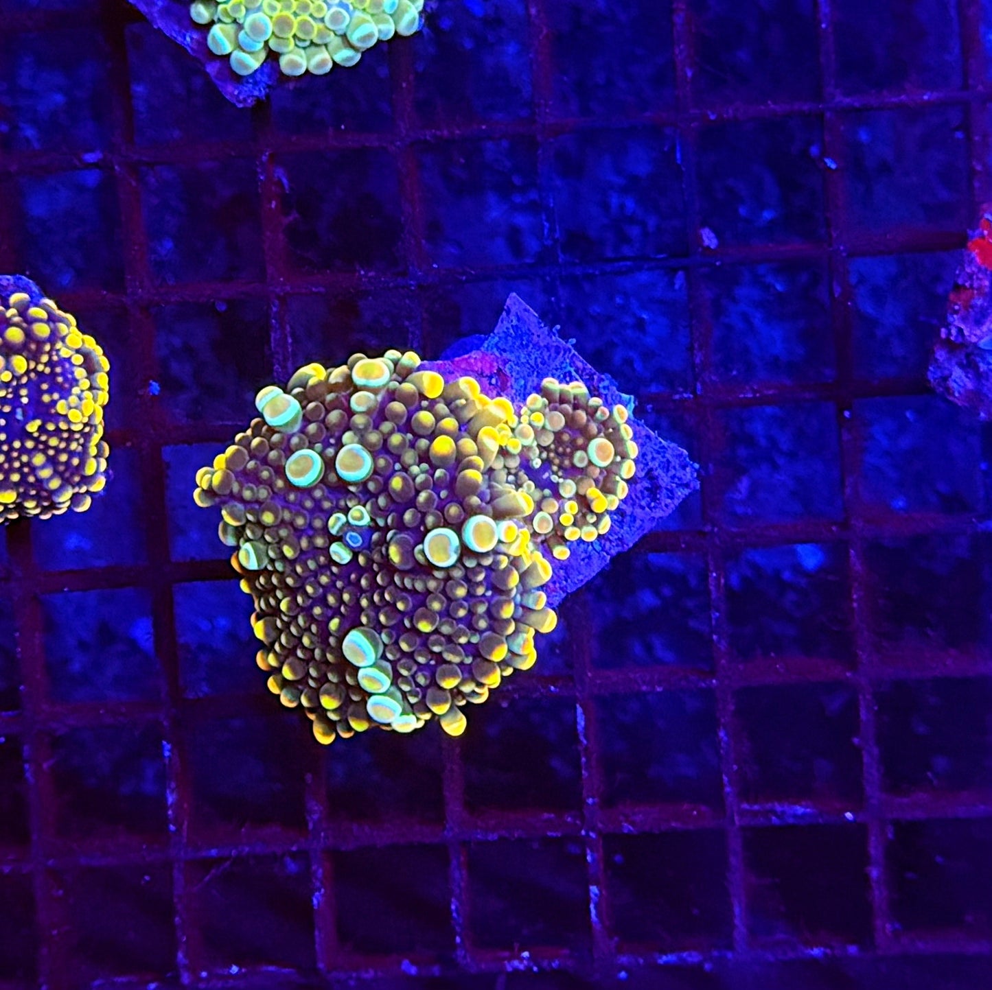 Malay bounce mushroom