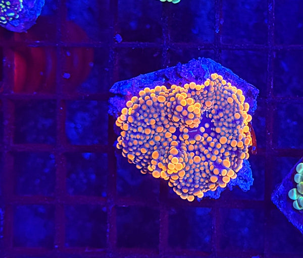 Malay bounce mushroom