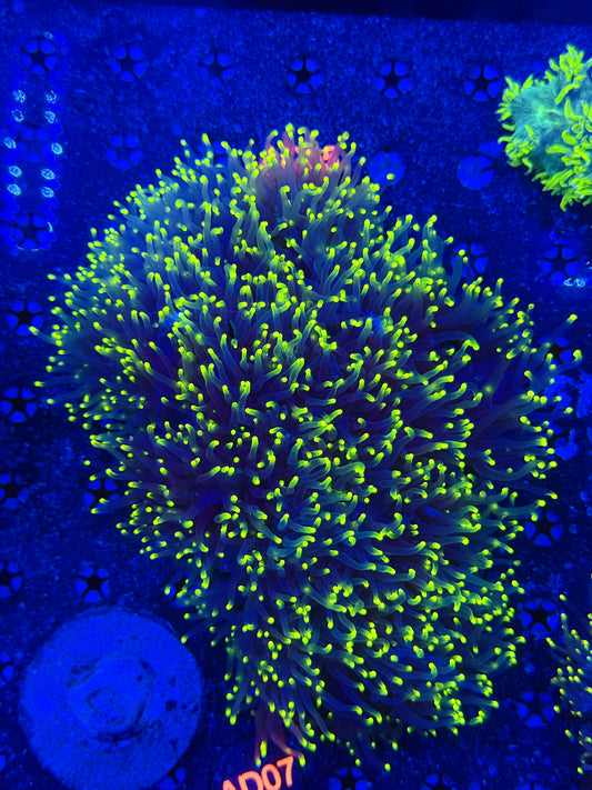 Malay yellow tip elegance XXL